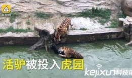 长春动物园爆料事件视频,惊人一幕引发公众关注